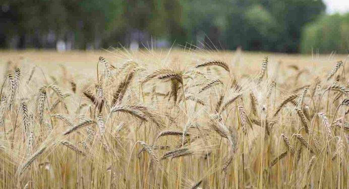 Le ricadute negative del mancato accordo sul grano