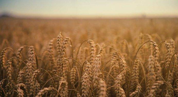 Coldiretti, senza accordo sul grano ucraino aumento del 3,4%