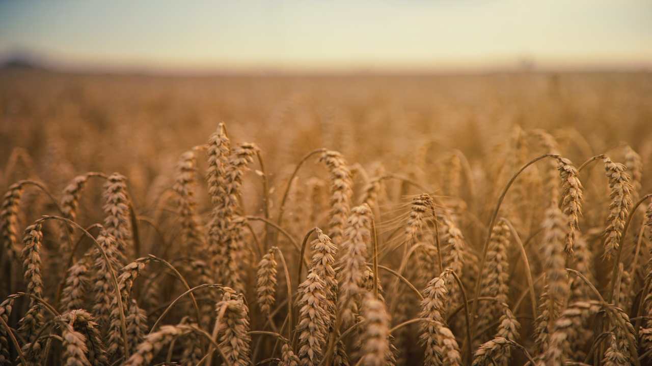 Kuleba: “Intesa con la Croazia per il trasporto del grano ucraino”