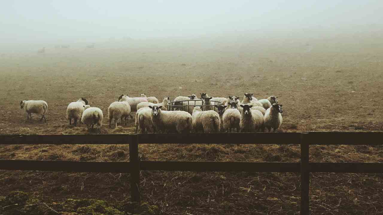 La funzione sociale dell’ovinicoltura