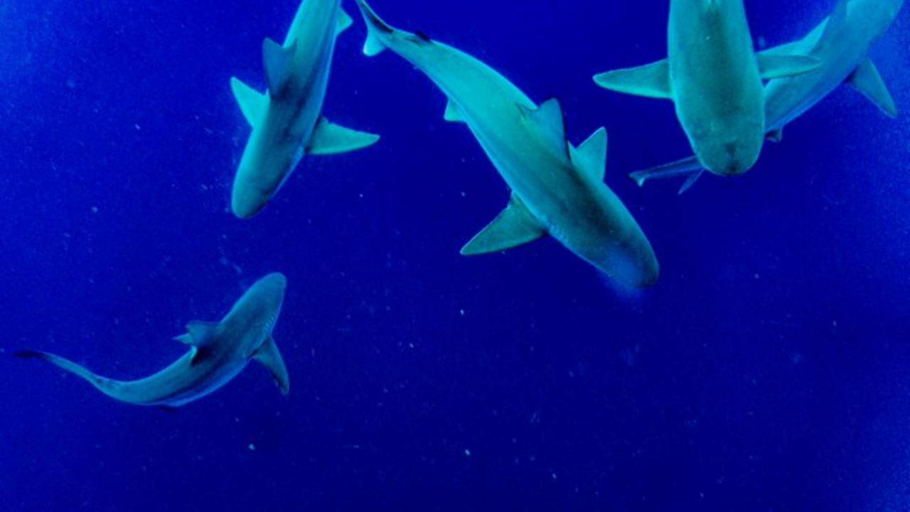 Shark Day, Wwf: “A rischio metà delle specie di squali nel Mediterraneo”