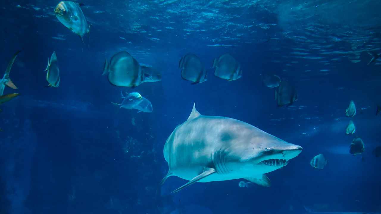 Prato (WWF): “Vi spiego il ruolo degli squali nel ciclo del carbonio blu”