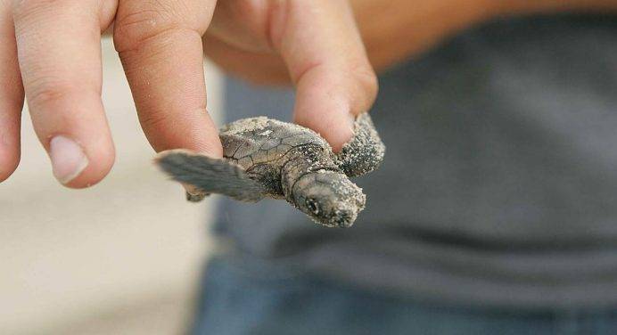 All’Isola d’Elba nate 54 tartarughe caretta caretta