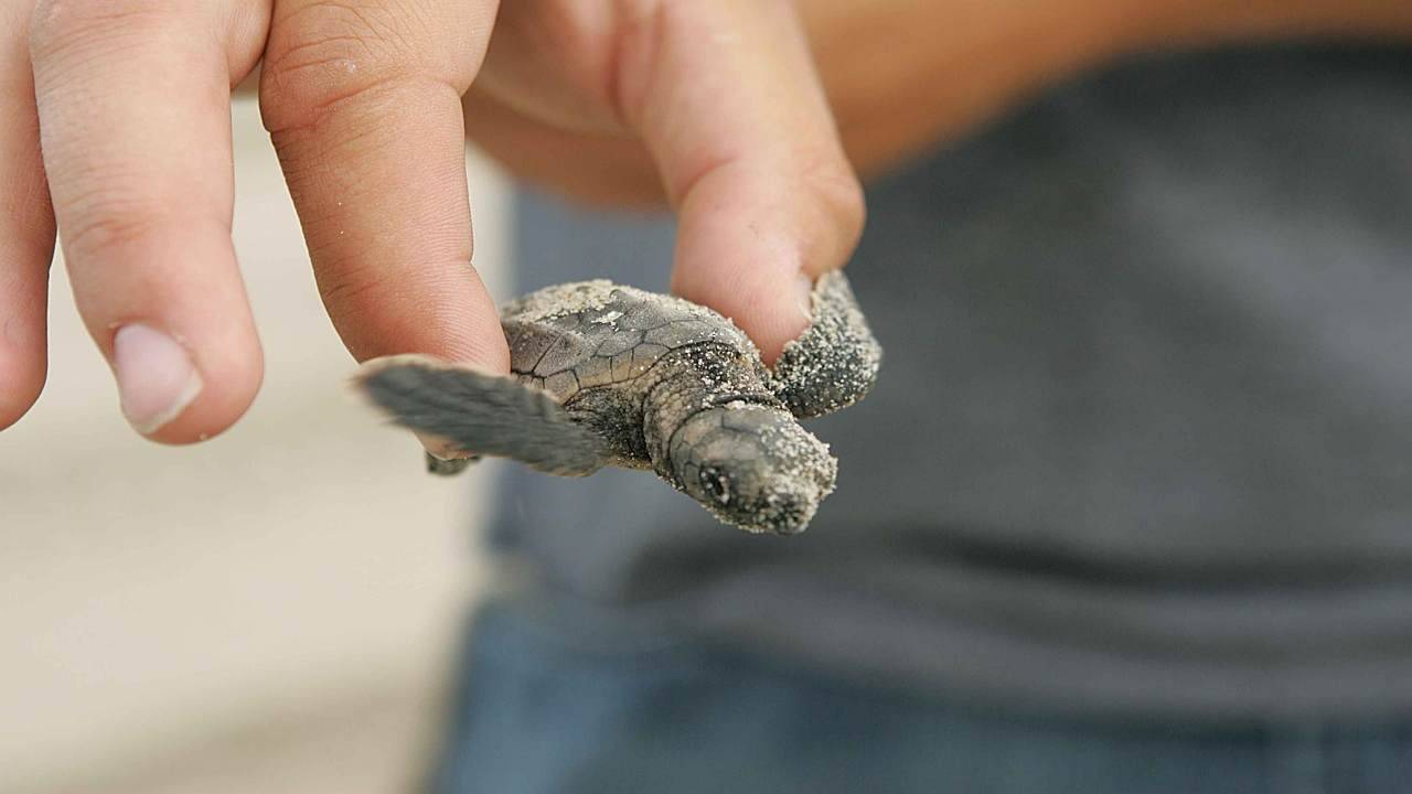 L’anno del record di nidi di tartarughe marine in Italia