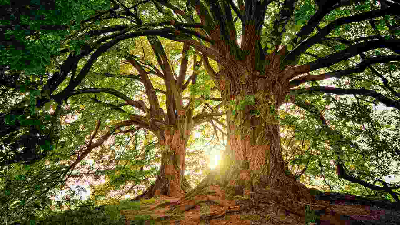 Gli alberi secolari: origini, storia e curiosità