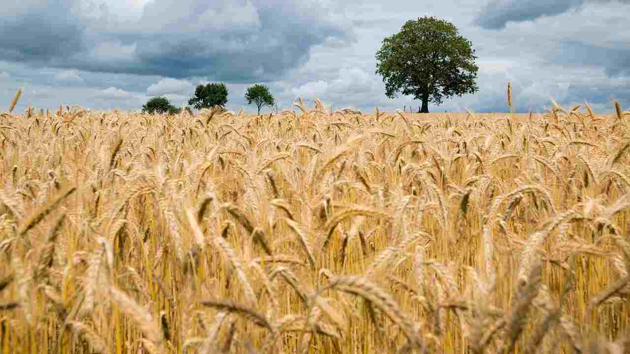 Mosca: “Sostituiremo gratuitamente la fornitura di grano ucraino all’Africa”