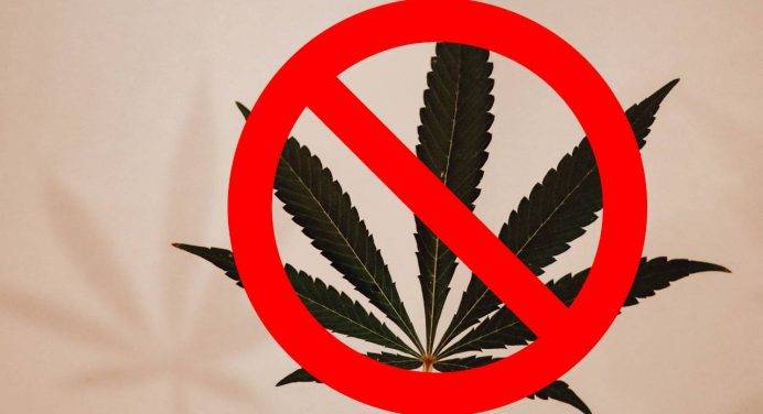 Cannabis, due pareri opposti: Perduca: “Mancanza di evidenze scientifiche sulla pericolosità”. Osservatorio Dipendenze:”Provoca disturbi psichici”
