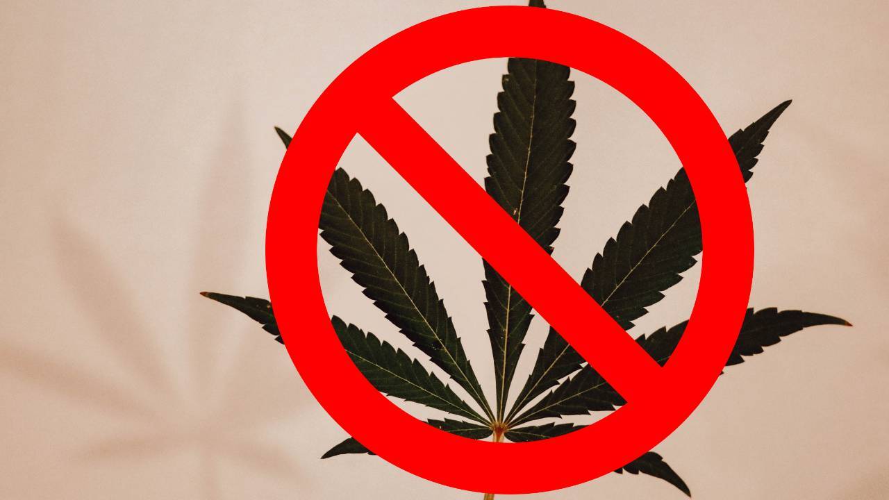 Cannabis, due pareri opposti: Perduca: “Mancanza di evidenze scientifiche sulla pericolosità”. Osservatorio Dipendenze:”Provoca disturbi psichici”