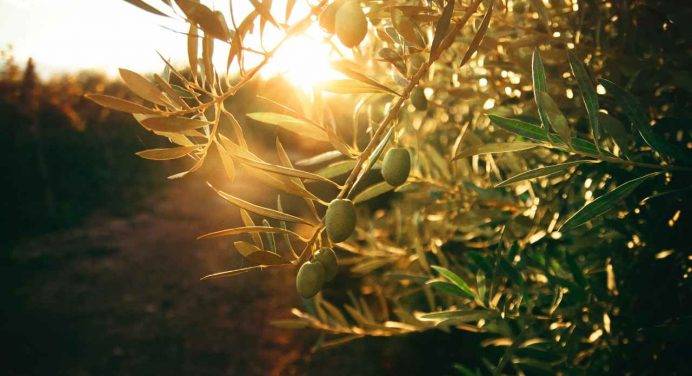 Gli effetti dei cambiamenti climatici sull’olivicoltura