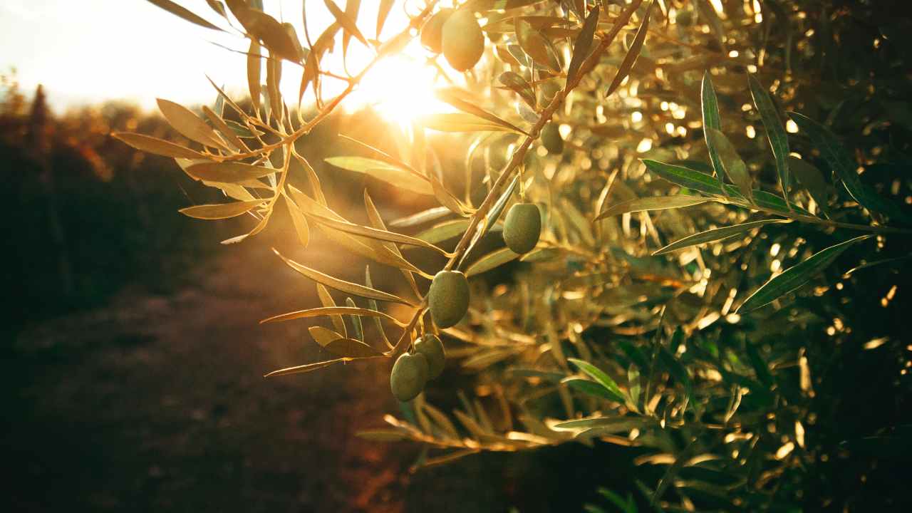 Gli effetti dei cambiamenti climatici sull’olivicoltura