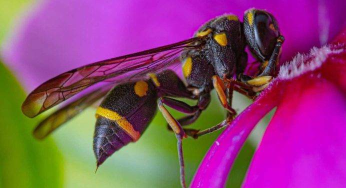 Punture di insetti: come prevenire lo shock anafilattico nei soggetti allergici