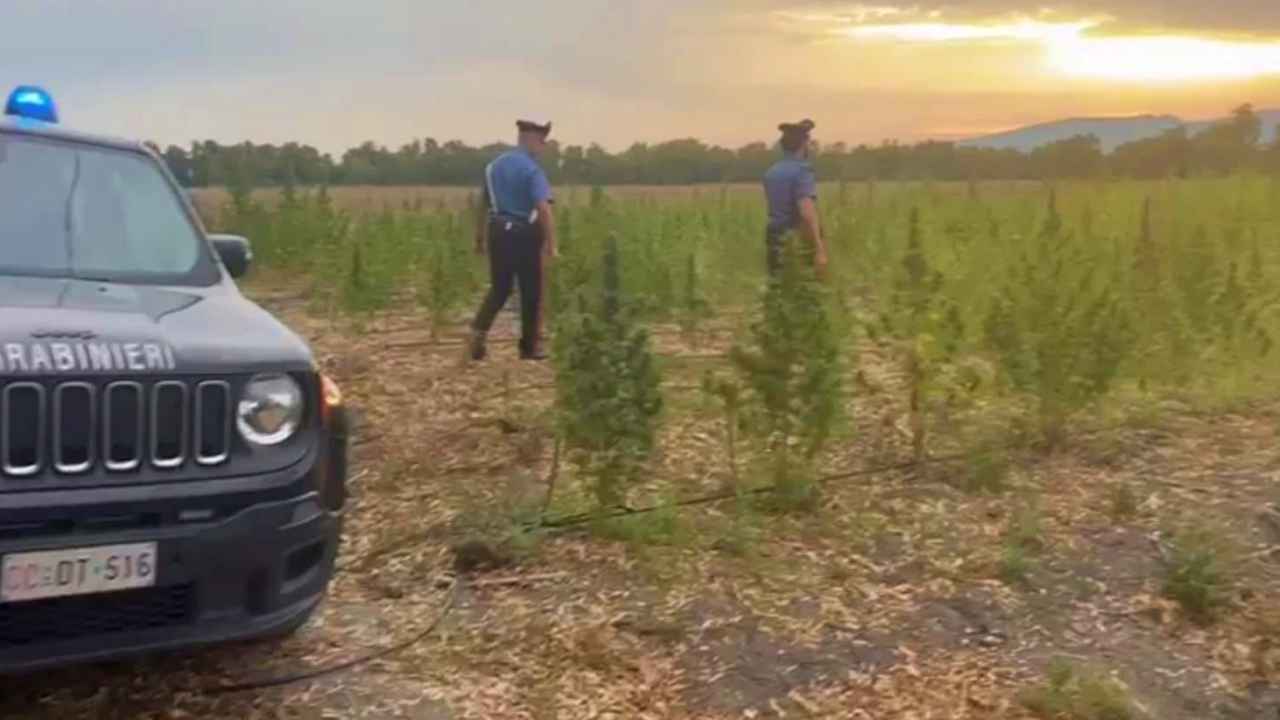I Carabinieri scoprono ad Arborea un campo coltivato a canapa da droga