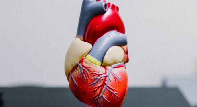 Nuovo cuore artificiale: potrebbe salvare fino a 300 pazienti in più all’anno