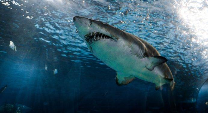 Australia: squali attaccano un catamarano con a bordo tre uomini
