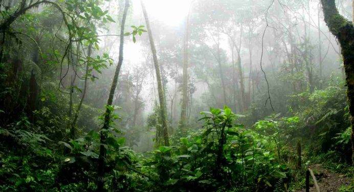 Rallenta il disboscamento della foresta amazzonica