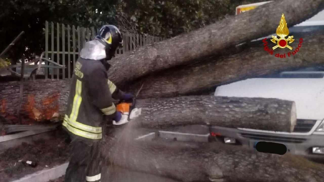 Coldiretti: “50mila alberi a rischio caduta nelle città”