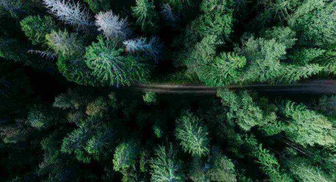 Settore forestale strategico per l’ambiente, le comunità e la crescita del Paese