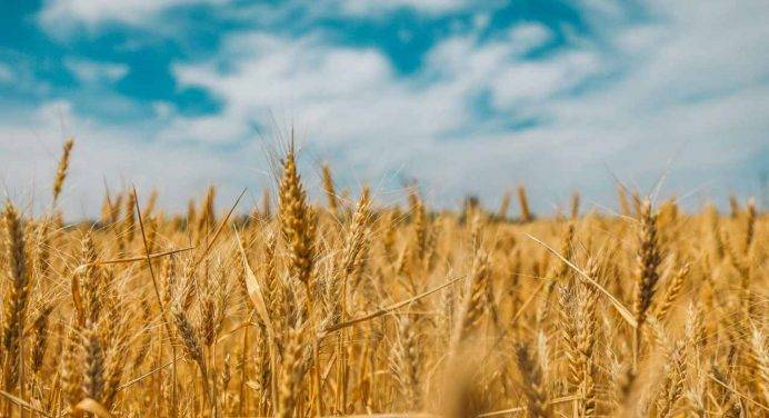Importazioni di grano dall’Ucraina: l’Ue ha un nuovo piano