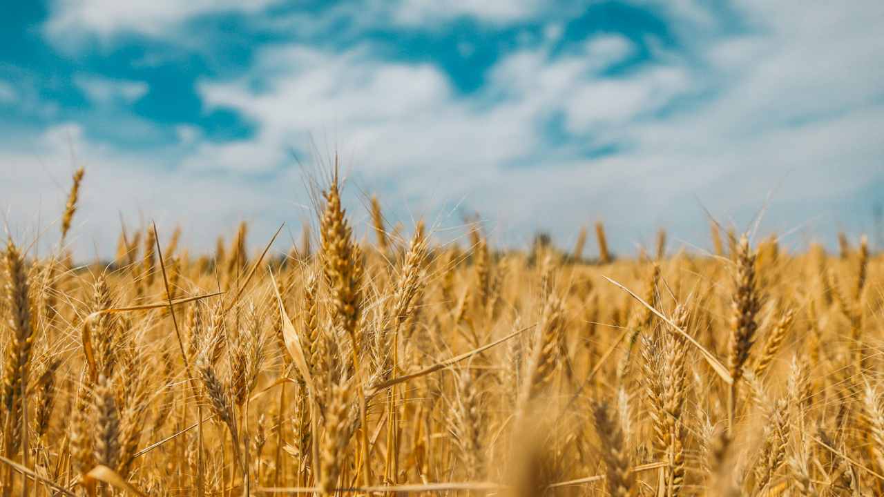 Importazioni di grano dall’Ucraina: l’Ue ha un nuovo piano