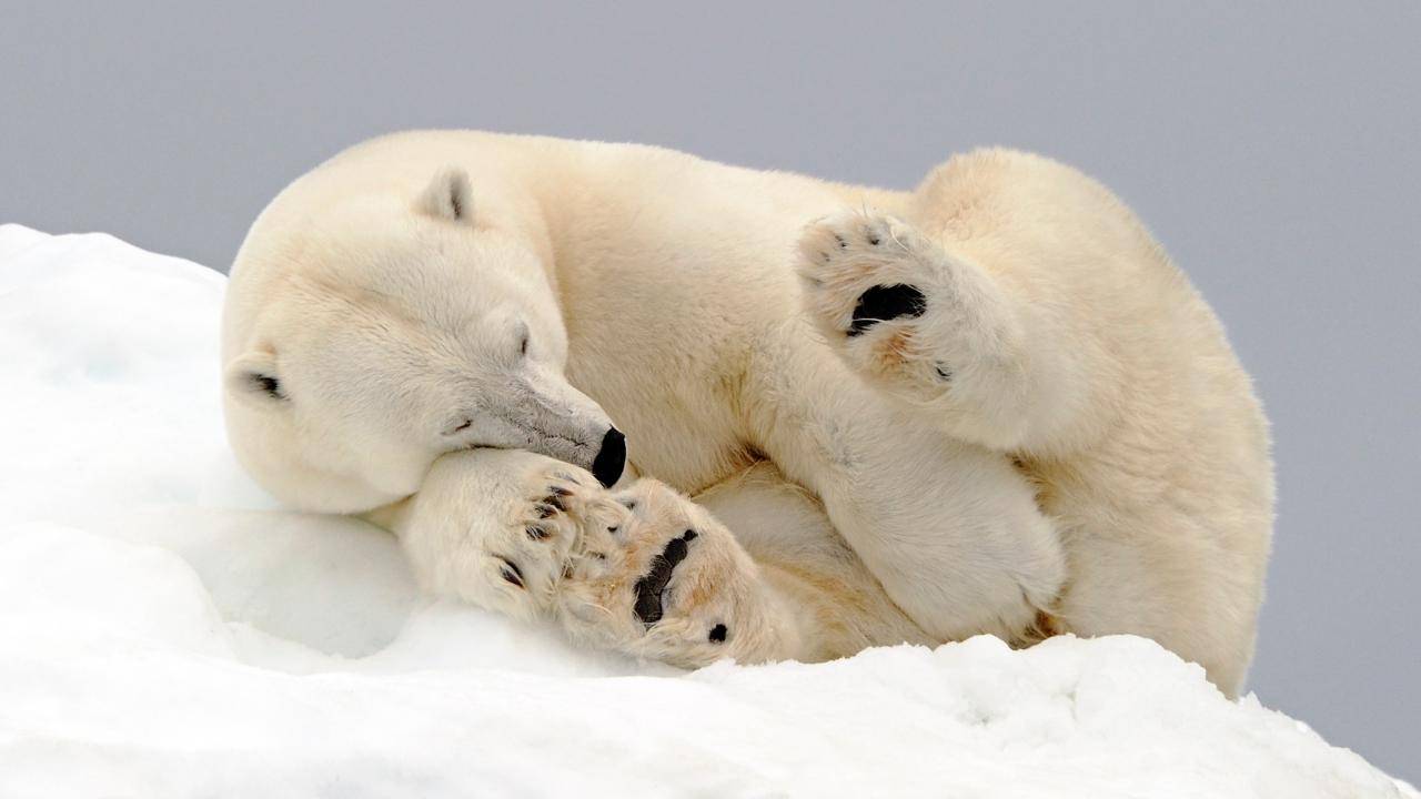 Perché gli orsi polari sono così importanti per l’ecosistema