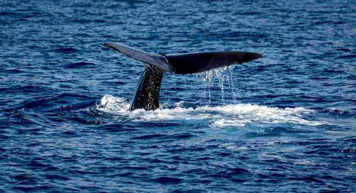 Il futuro delle balene, tra tutela e clima che cambia