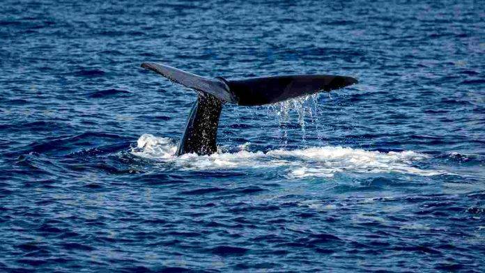 Giornata mondiale balene