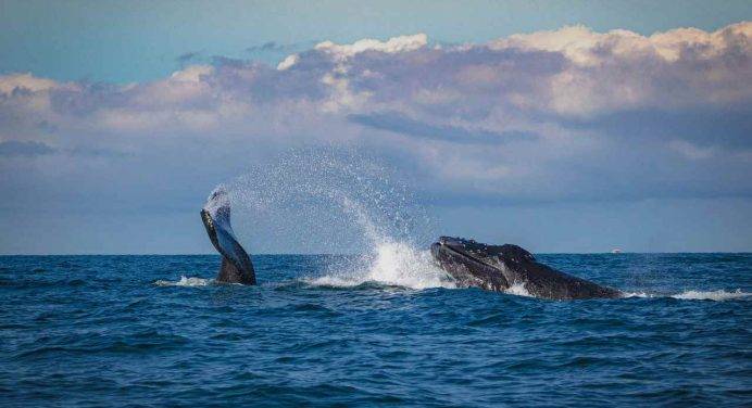 Whalewatching: navigando coi giganti