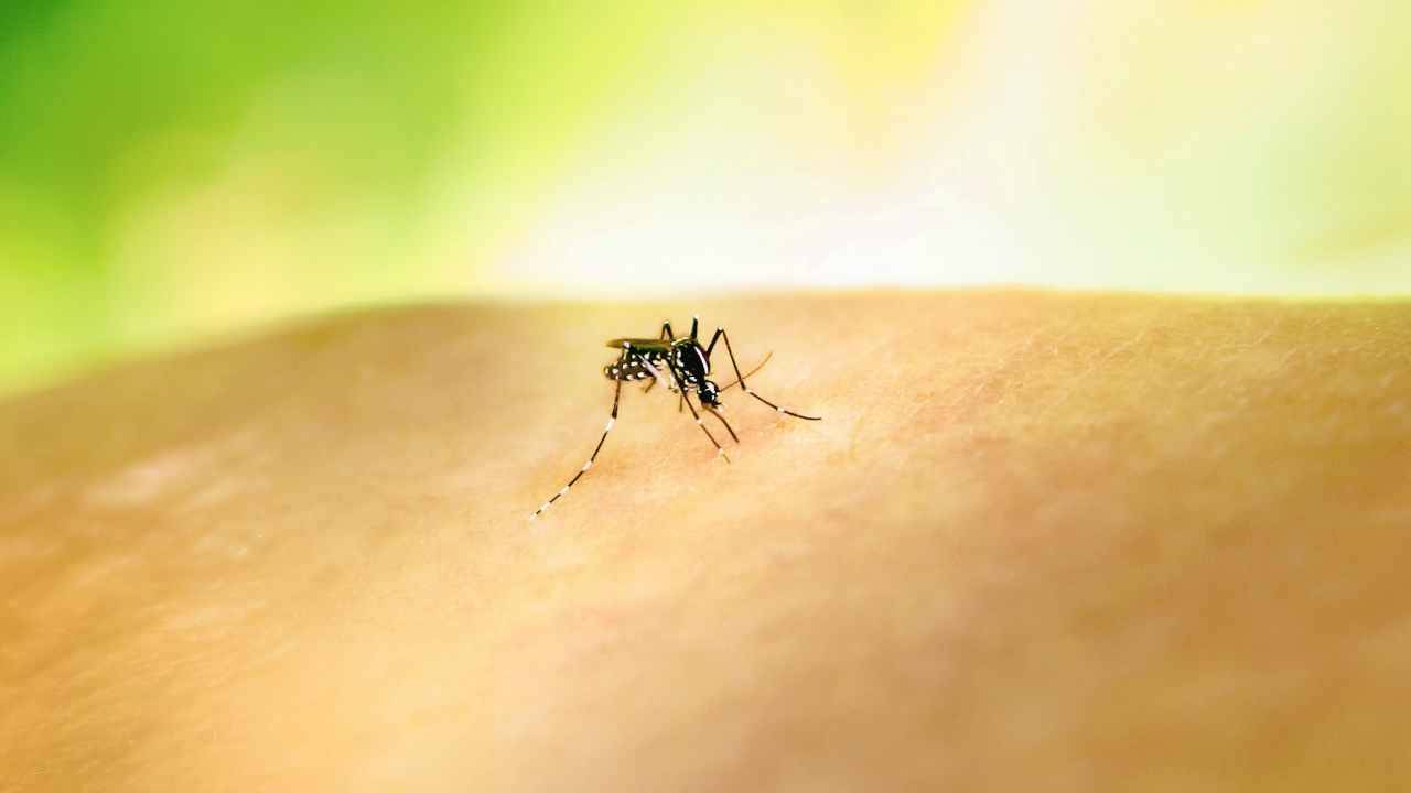 In Brasile già un milione di contagi di Dengue