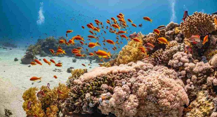 La barriera corallina si sta sbiancando: ecco le cause