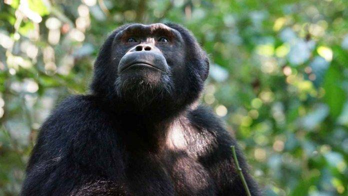 Jane Goodall scimpanzé